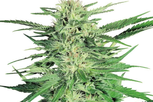 Big Bud highest yielding strain to grow from seed