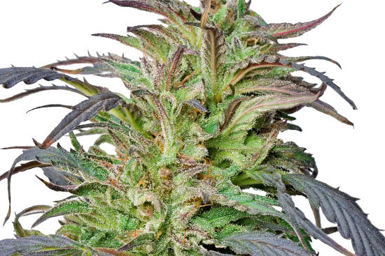 Critical Kush: seeds grown indoors producing the cannabis bud plant