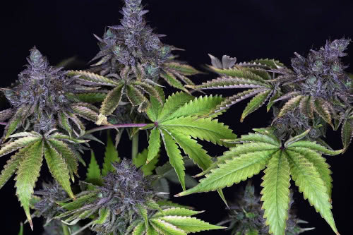 Gelat.OG Feminized Cannabis Seeds Strain