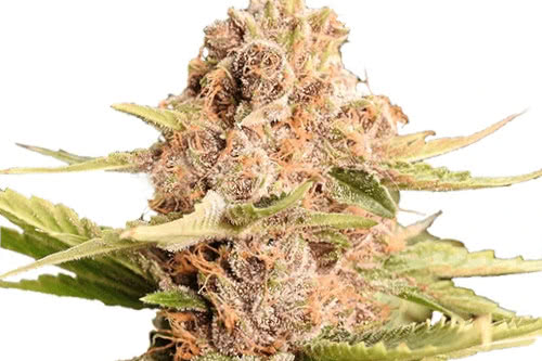 Girl Scout Cookies Weed Strain GSC Fem Seeds
