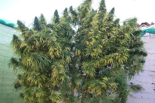 Golden Tiger high yield cannabis strain