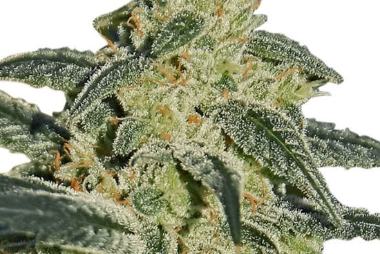 Afghan Hash Plant: a sweet indica-strain plant seeds grow well