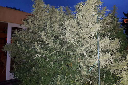 Mango Haze high yield strain to grow marijuana seeds