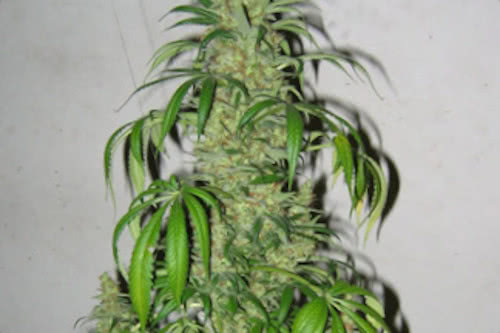 Master Kush x Skunk indoor high yield strain cannabis seeds