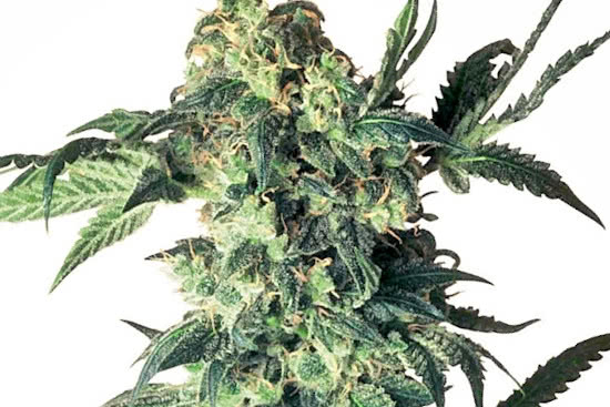Northern Lights top breed best indica strain