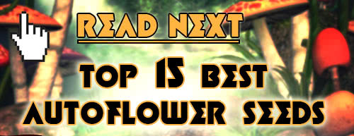 Read next: Top 15 Best Autoflowering Seeds