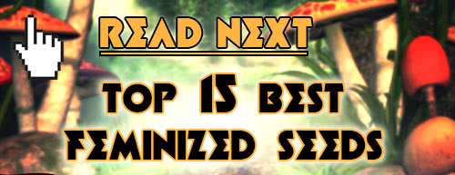 Read next: List of the Best Feminized Marijuana Seeds
