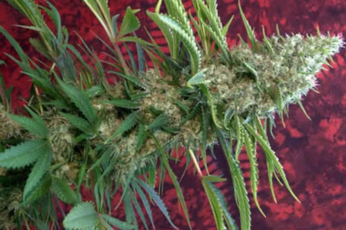 Satori Strain Mandala Regular Cannabis Seeds