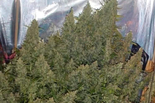 Super Silver Haze high yield marijuana seeds