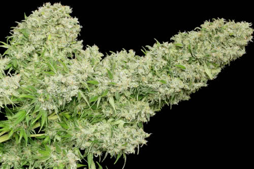 White Russian Strain Marijuana Regular Seeds