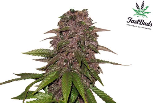 C4-Matic Auto Purple Cannabis Plant by Fastbuds