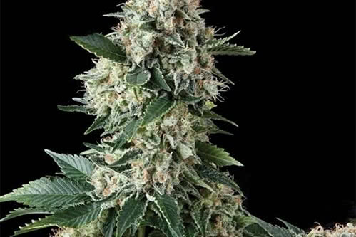 Auto New York City (Auto NYCD) weed seeds fem by Pyramid Seeds