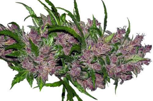 Purple Bud Auto cannabis strain by White Label Seeds