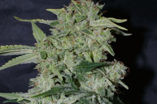 Auto Super Hash fem marijuana seeds by Pyramid Seeds