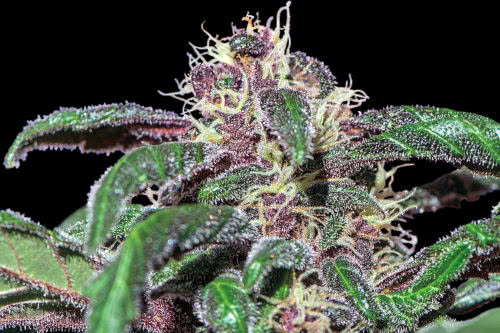 An Ayahuasca Purple strain growing with purple color buds