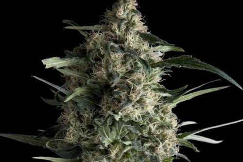 Galaxy strain, cheap fem weed seeds from Pyramid Seeds