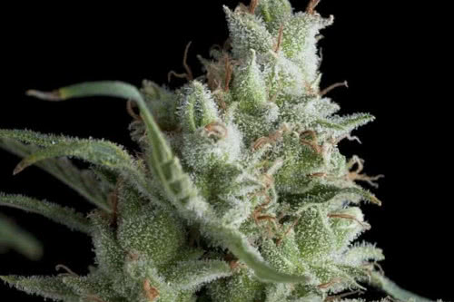 Kryptonite fem marijuana seeds by Pyramid Seeds