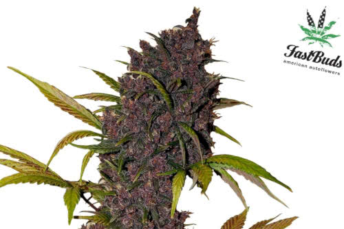A purple bud LSD-25 Auto cannabis plant from Fast Buds seeds