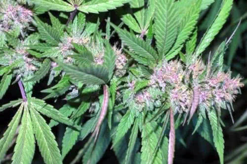 Pakistan Chitral Kush purple bud weed strain by Ace Seeds/Cannabiogen