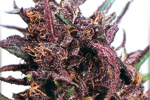 Closeup of Purple #1 buds weed strain by Dutch Passion