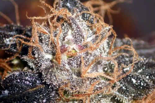 Closeup of Purple Bud cannabis strain by Seedsman