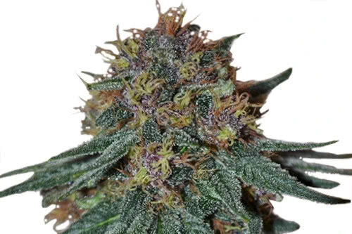 Purple Haze strain by ILGM marijuana seeds