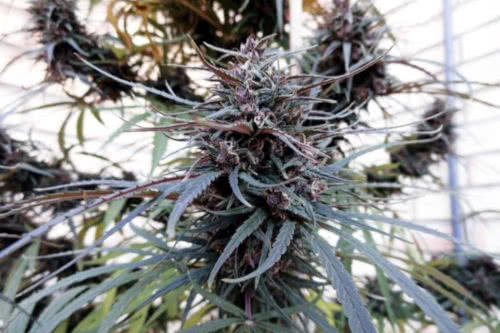 Purple Haze x Malawi weed strain by Ace Seeds