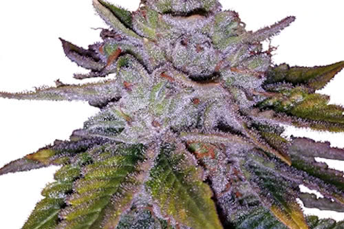 Purple Kush ILGM seeds cannabis plant growing