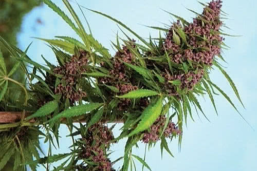 A Purple Paro Valley weed plant growing outdoors