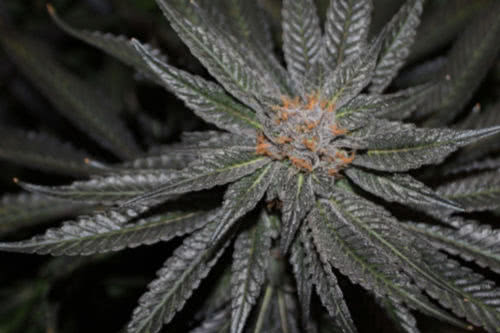 Rare Darkness strain by Rare Dankness Seeds growing indoors
