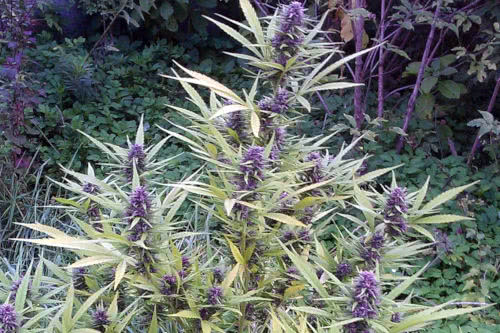 Shaman marijuana strain plant by Dutch Passion
