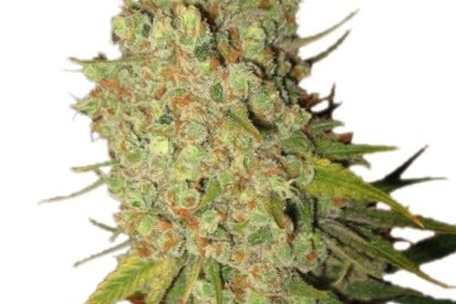 Special Kush #1 fem, the cheapest seeds from Royal Queen Seeds