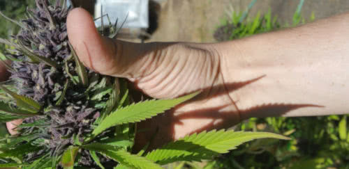 top best purple strains list cannabis seeds