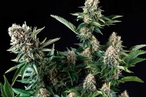 White Widow auto fem seeds, the best selling cheap auto seeds from Pyramid Seeds