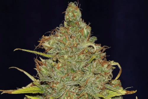 C99 x Blueberry Fast flowering marijuana strain by Seedsman seeds