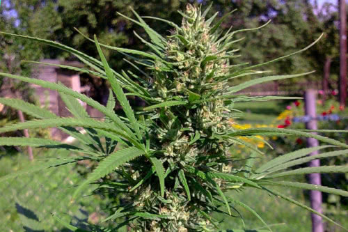 Passion #1 marijuana strain fast flowering by Dutch Passion
