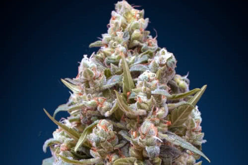 00 kush strain by 00 seeds