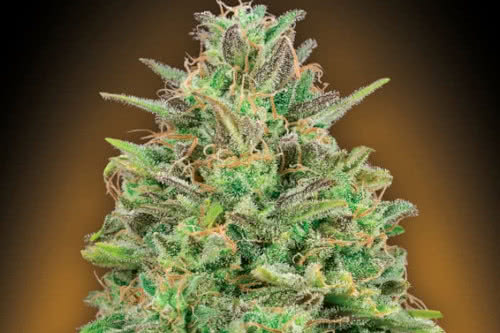 00 skunk strain by 00 seeds