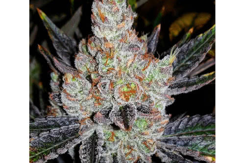 10th planet r1 strain plant by ethos genetics