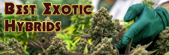 best exotic hybrids banner, potent budding cannabis plants