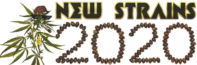 New 20 Best Marijuana Strains for 2020 Seeds List banner