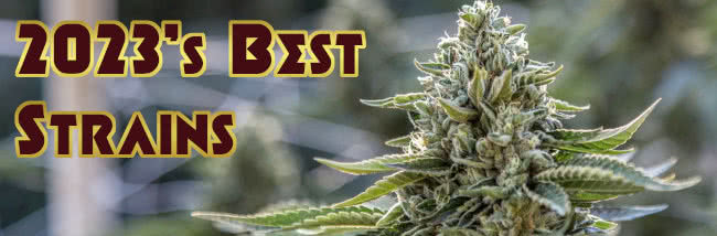 2023 best marijuana seed strains list banner
