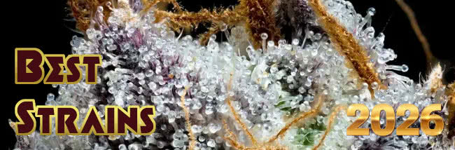 2026 best weed strains top banner