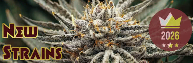 2026 new weed strains top banner