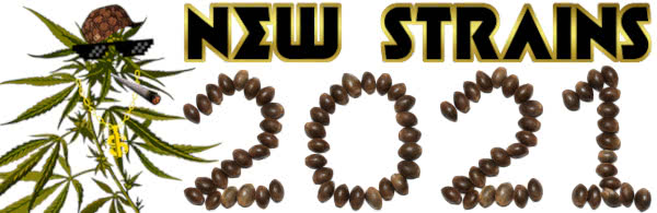 21 new best marijuana strains 2021 list banner