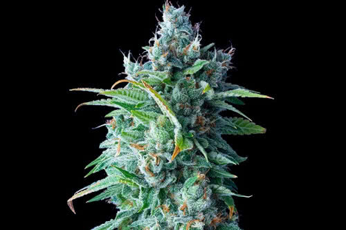 24k gold strain by dna genetics