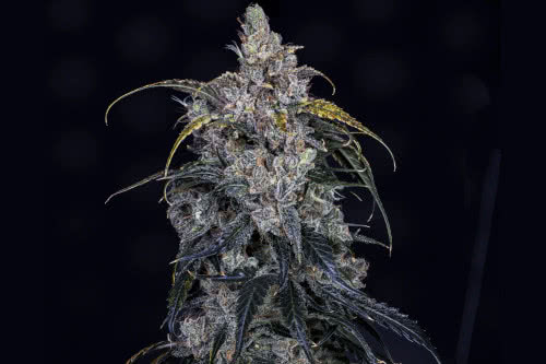 3 bears og auto strain plant by mephisto genetics