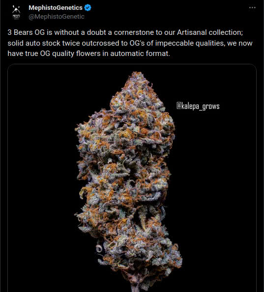 3 bears og bud, tweet by mephisto genetics