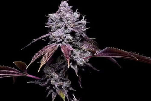 78 tenzin 4 reg strain by green bodhi