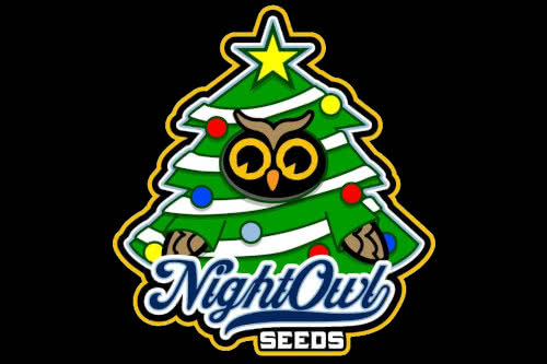 91 berries auto strain by night owl seeds